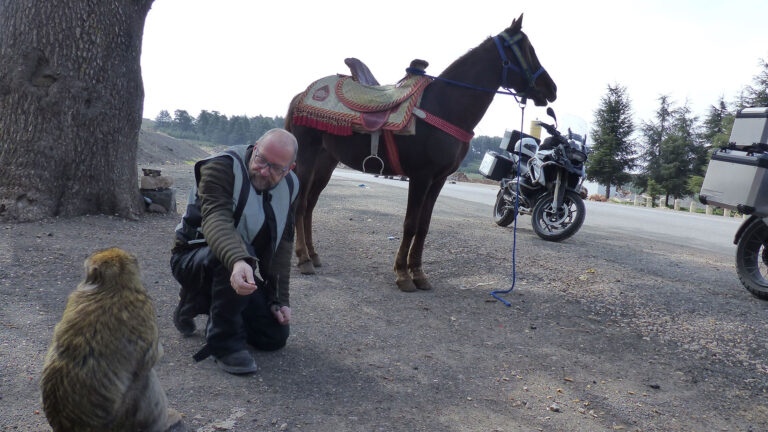 Nationalpark de Ifran, Berber Affen
